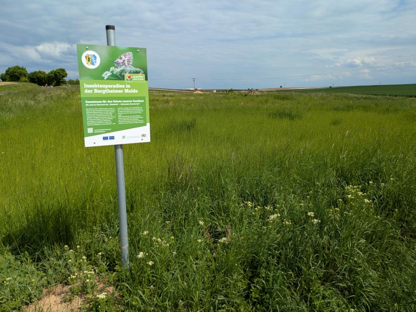 Ansicht der Projektfläche im Mai 2025. Auch ein Jahr nach der Maßnahmenumsetzung zeichnen sich die eingesäten Blühstreifen noch deutlich von der übrigen Vegetation ab. Im Laufe der Zeit werden sich die Arten auch auf der übrigen Fläche ansiedeln. Wichtig ist, dass der Boden durch die regelmäßige Pflege (Abtragen des Schnittguts) stets magerer wird, um die wuchsstärkeren Gräser zurückzudrängen. 