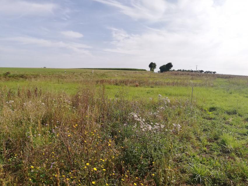 Auf dem Bild sind die angesäten Streifen gut zu erkennen, da sie eine deutlich größere Vielfalt an blühenden Pflanzenarten aufweisen. Die „grünen