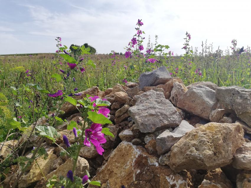 Früher entstanden solche Steinhaufen, indem Steine auf dem Acker zusammengelesen und außerhalb der bewirtschafteten Fläche auf einen Haufen geworfen wurden. Deshalb nennt man sie auch Lesesteinhaufen. Da sich die Steine in der Sonne erwärmen, werden sie von wärmeliebenden Tieren wie Reptilien und Insekten gerne angenommen. Um den Steinhaufen herum ergänzen Wilde Malven mit ihren purpurfarbenen Blüten das Nahrungsangebot.