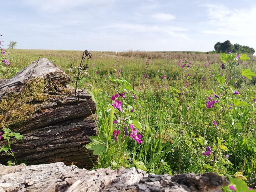 Auch ein besonnter Totholzhaufen wird von zahlreichen Tieren und Pilzen besiedelt. Wenn man Glück hat, kann hier die Blauschwarze Holzbiene beobachtet werden. Aber auch zahlreiche Käfer leben im und vom Totholz.