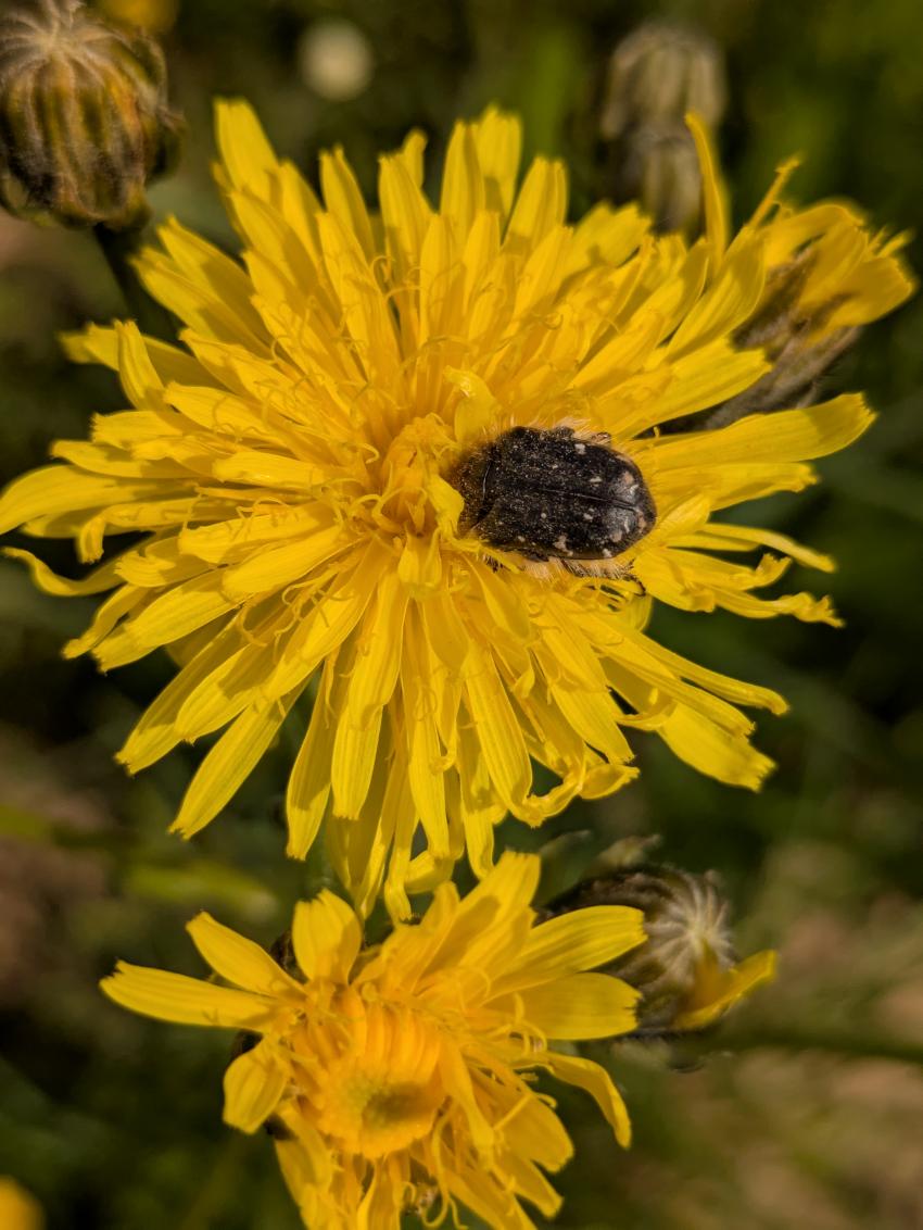 Der einst stark gefährdete Trauer-Rosenkäfer ist ein Gewinner des Klimawandels. Heute gilt die Art als ungefährdet. Er kommt auch auf der Starterkitfläche in Unterpleichfeld vor. 