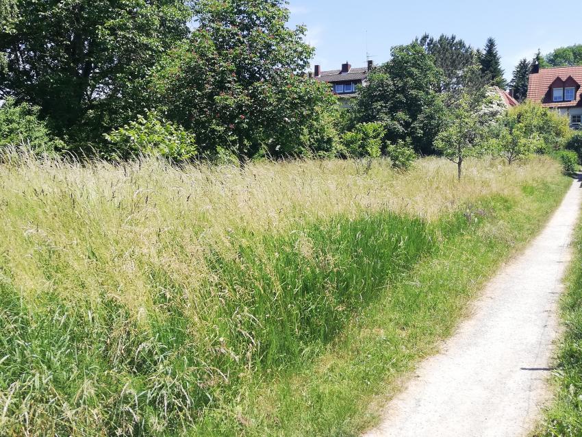 Ansicht der Projektfläche im Juni 2023 vor der Maßnahmenumsetzung. Die Wiese auf ehemaligem Ackerstandort ist wenig blütenreich, typische Wiesenarten fehlen. 