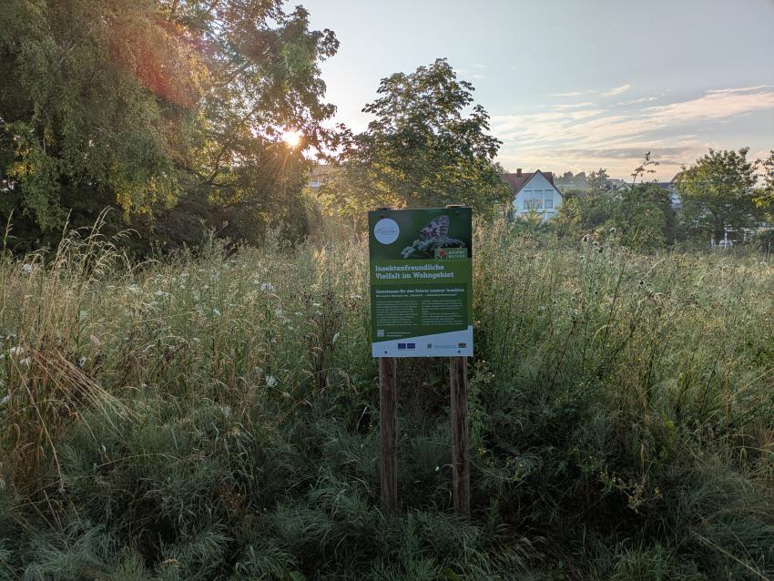 Ansicht der Projektfläche im Juli 2025. Die Fläche ist noch sehr wüchsig, aber das Saatgut keimte erfolgreich. Es wächst vermehrt Glatthafer und Bitterkraut auf der Fläche. 