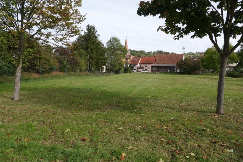 Ansicht der Teilfläche 1 im Oktober 2023 vor der Maßnahmenumsetzung. Zu sehen ist die relativ artenarme Wiese.