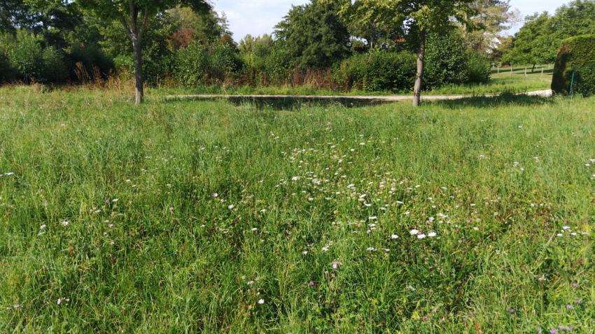 Ansicht der Teilfläche 1 im September 2025 nach der Maßnahmenumsetzung. Nach Ansaat mit gebietseigenem Saatgut und Mahdgutübertragung dominieren die Gräser immer noch. Dennoch konnten sich einige Arten wie die Wilde Möhre etablieren. Ein konsequentes extensives Mahdregime mit Entfernen des anfallenden Mahdguts kann den Kräutern bei der Ausbreitung helfen.