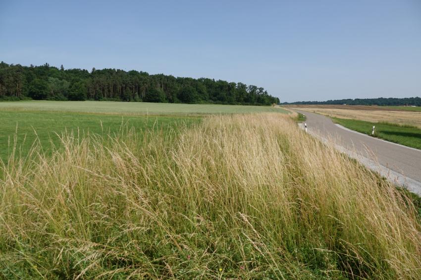 Ansicht der Teilfläche 3 im Juni 2023 vor der Maßnahmenumsetzung. Die Böschung entlang der Straße wird von Gräsern dominiert.