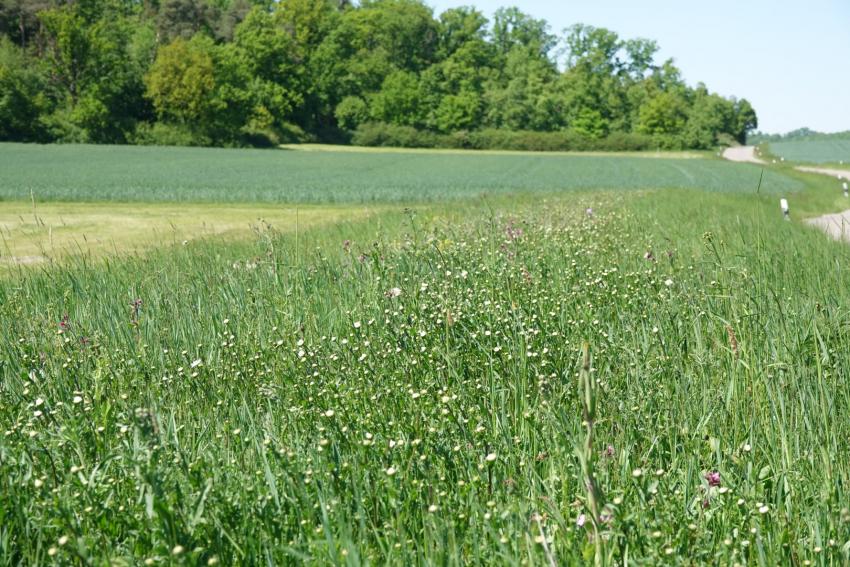 Ansicht der Teilfläche 3 im Mai 2025 nach der Maßnahmenumsetzung. Nach Ansaat mit gebietseigenem Saatgut und Mahdgutübertragung ist der Anteil an Kräutern deutlich höher. Auf dem Foto ist die weiß blühende Wiesen-Margerite kurz vor der Hauptblüte zu sehen.