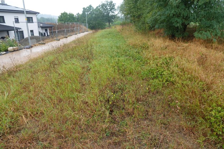 Ansicht der Teilfläche 1 im September 2024 nach der Maßnahmenumsetzung. Eine konsequente extensive Mahd soll auf der artenarmen Fläche die Ansiedlung von Kräutern begünstigen. Altgrasstreifen sind als Überwinterungsstrukturen für verschiedene Tierarten vorhanden.