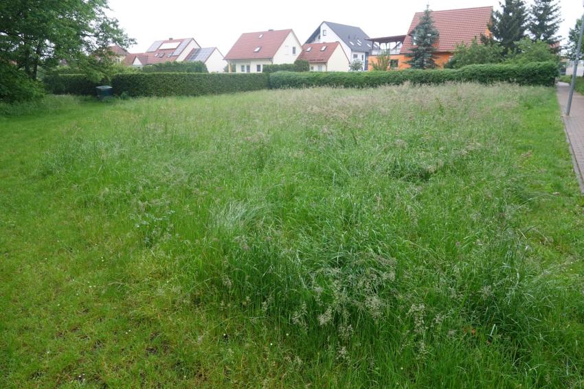 Ansicht der Teilfläche 2 im Juni 2024 vor der Maßnahmenumsetzung. Die von Gräsern dominierte Fläche sollte durch die Verwendung mit gebietseigenem Saatgut ökologisch aufgewertet werden.