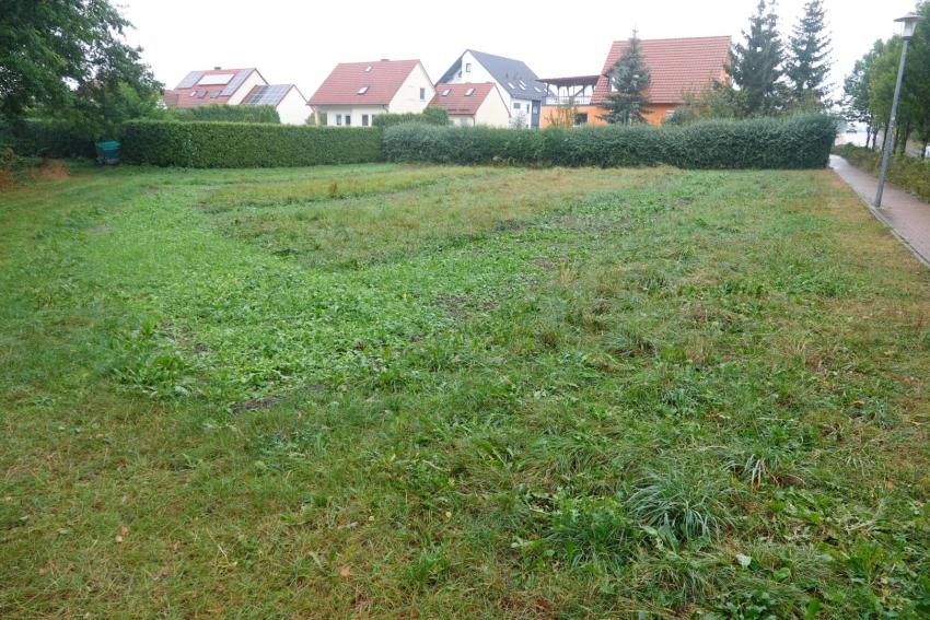 Ansicht der Teilfläche 2 im September 2024 nach der Maßnahmenumsetzung. Zu sehen sind die Ansaatstreifen, auf denen bereits viele Jungpflanzen vorhanden sind.