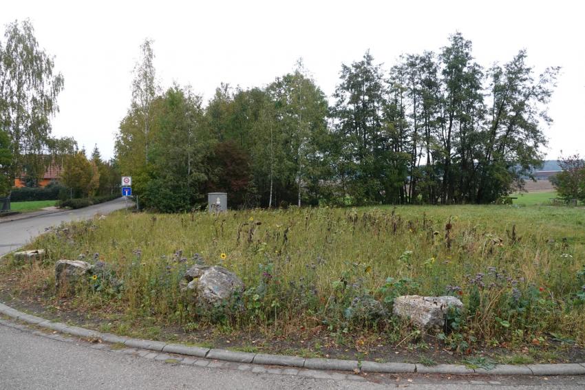 Ansicht der Teilfläche 3 im Oktober 2023 vor der Maßnahmenumsetzung. Vor Projektstart fand die Ansaat mit einer Exotenmischung statt, die wenig ökologisch wenig sinnvoll ist. Diese sollte durch die Ansaat mit gebietseigenem Saatgut ersetzt werden.