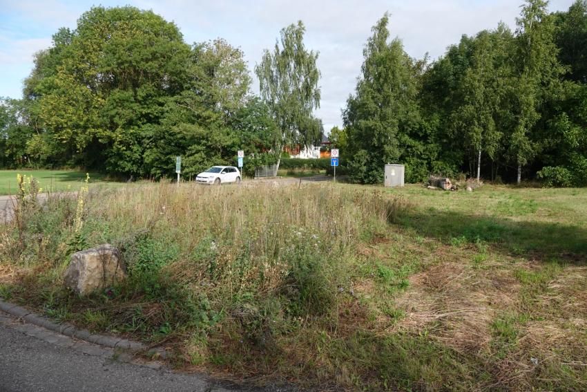 Ansicht der Teilfläche 3 im September 2025 nach der Maßnahmenumsetzung. Nun sind statt exotischer Sonnenblumen heimische Arten wie die Wilde Möhre und Königskerzen vorhanden. Außerdem wurde Totholz abgelegt.