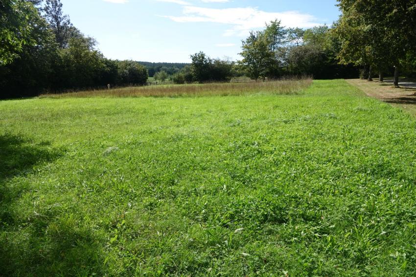 Ansicht der Projektfläche im September 2023 vor der Maßnahmenumsetzung. Die vorhandene Wiese war stark von Gräsern dominiert. Ein Teil der Fläche blieb als Überwinterungsquartier ungemäht.