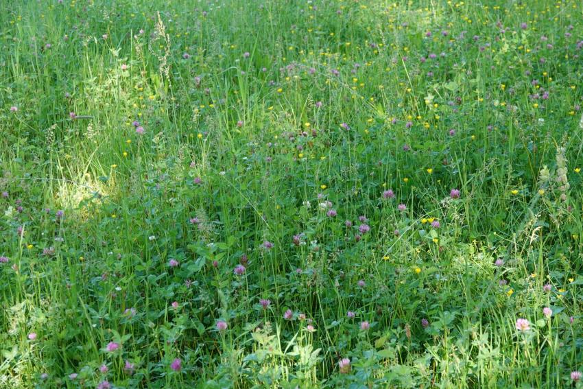 Ansicht der Projektfläche im Mai 2024. Bereits vor der Anreicherung mit neuen Arten kamen auf der Fläche stellenweise größere Bestände von Kräutern wie Rot-Klee und Knolligem Hahnenfuß vor.