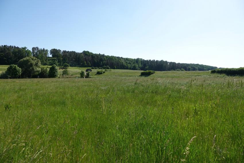 Ansicht der Projektfläche im Mai 2023 vor der Maßnahmenumsetzung. Die vorhandene Wiese war stark von Gräsern dominiert.