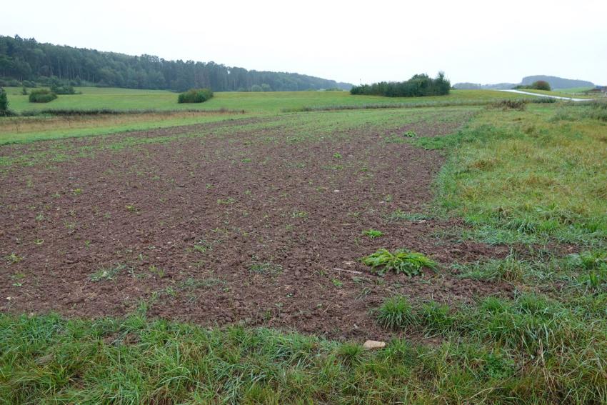 Ansicht der Projektfläche im September 2024 nach der Maßnahmenumsetzung. Zu sehen ist die mehrfach umgebrochene Teilfläche, auf der die Ansaat mit gebietseigenem Saatgut stattgefunden hat.