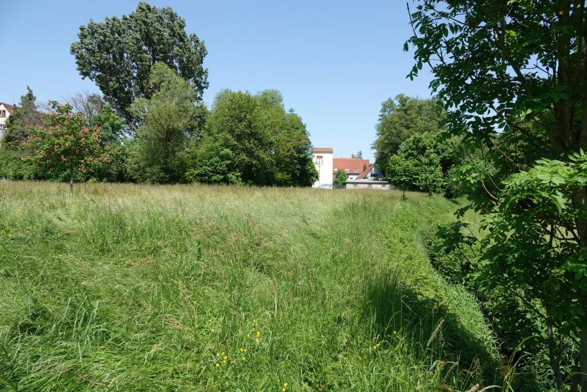 Ansicht der Projektfläche im Mai 2023 vor der Maßnahmenumsetzung. Zu sehen ist, dass die Fläche stark von Gräsern dominiert wird.