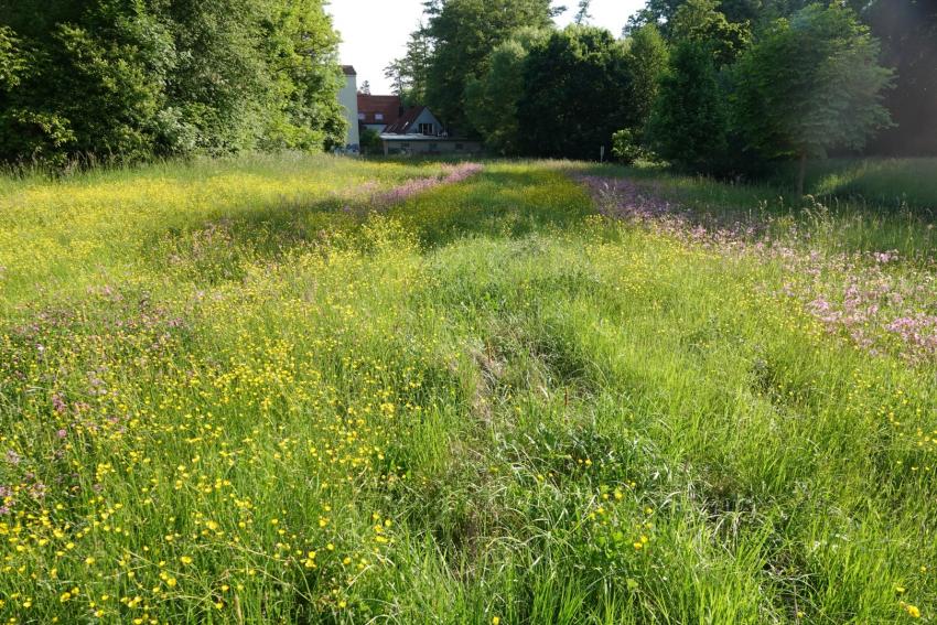 Ansicht der Projektfläche im Mai 2025 nach der Maßnahmenumsetzung. Mittlerweile hat sich die rosa blühende Kuckucks-Lichtnelke auf den Ansaatstreifen etabliert und der Scharfe Hahnenfuß blüht in diesem Jahr prächtig.