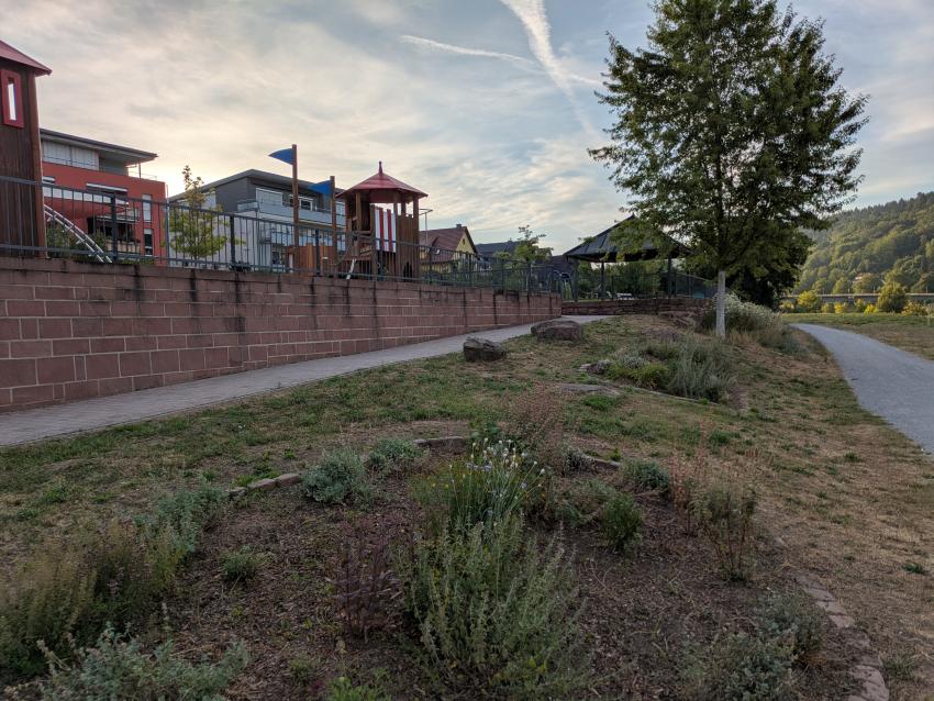 Ansicht der Teilfläche 1 im Juli 2025 nach der Maßnahmenumsetzung. Im vorderen Bereich sind die Staudenbeete mit Zwiebelblumen zu erkennen. Dahinter wurde das Saatgut ausgebracht. Hier wird sich eine mehrjährige Blühwiese entwickeln. Die Übrige Fläche wird extensiv, mit zwei Schnitten jährlich gepflegt, um eine Artenreiche Wiese zu erhalten. 