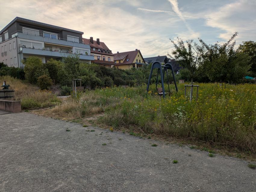 Ansicht der Teilfläche 2 im Juli 2025 nach der Maßnahmenumsetzung. Der gelb blühende Rainfarn dominiert die Fläche. Die Pflanze ist ein Bienenmagnet der viele spezialisierte Bienenarten versorgt. Im Laufe der Zeit wird sich das Vorkommen des Rainfarns auf der Fläche reduzieren, und es wird ein Gleichgewicht zwischen den Arten entstehen. 