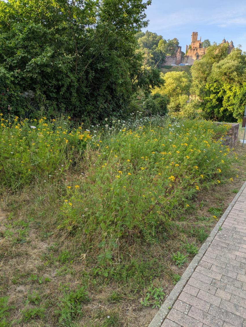 Ansicht der Teilfläche 3 im Juli 2025 nach der Maßnahmenumsetzung. Die Fläche ist noch recht wüchsig. Mit der Zeit wird diese durch die Pflege der Fläche etwas magerer. So dass sich auch andere Pflanzenarten durchsetzen können. 