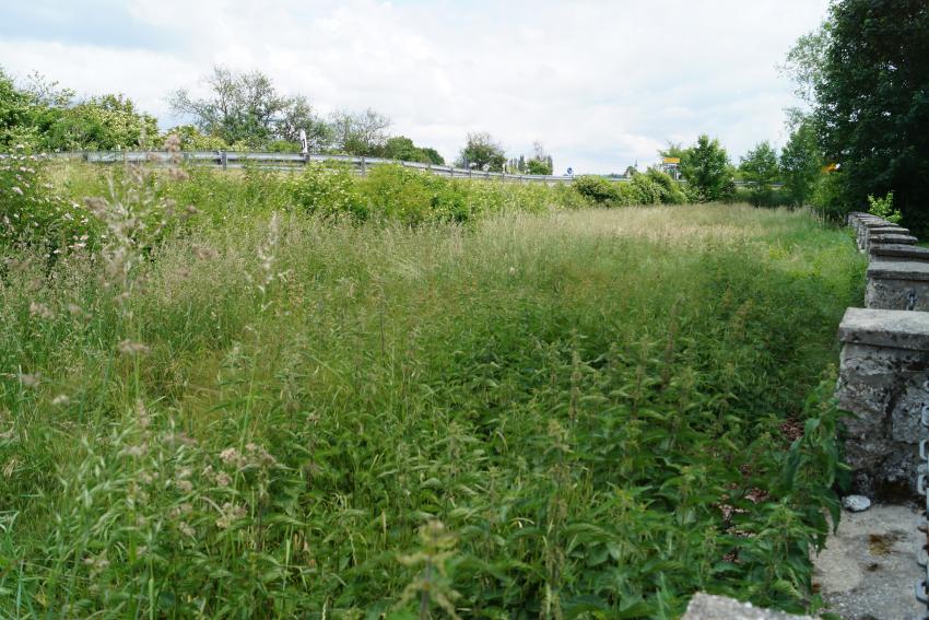 Die Fläche um den Steinrein liegt brach und ist zugewachsen, es dominieren Gräser und Brennnessel.