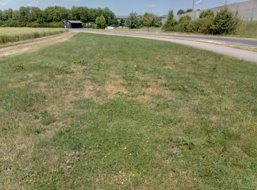 Fläche 1 vorher: artenarme Wiese mit Staudenknöterich