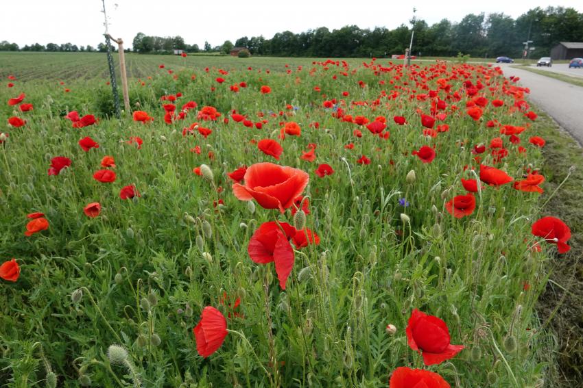 Fläche 1 nachher: Ansaat einer mehrjährigen Blühmischung und Pflanzung heimischer Sträucher und Obstbäume. Der Blühaspekt wird im ersten Jahr v.a. durch Klatschmohn (rot) und Kornblume (blau) bestimmt.