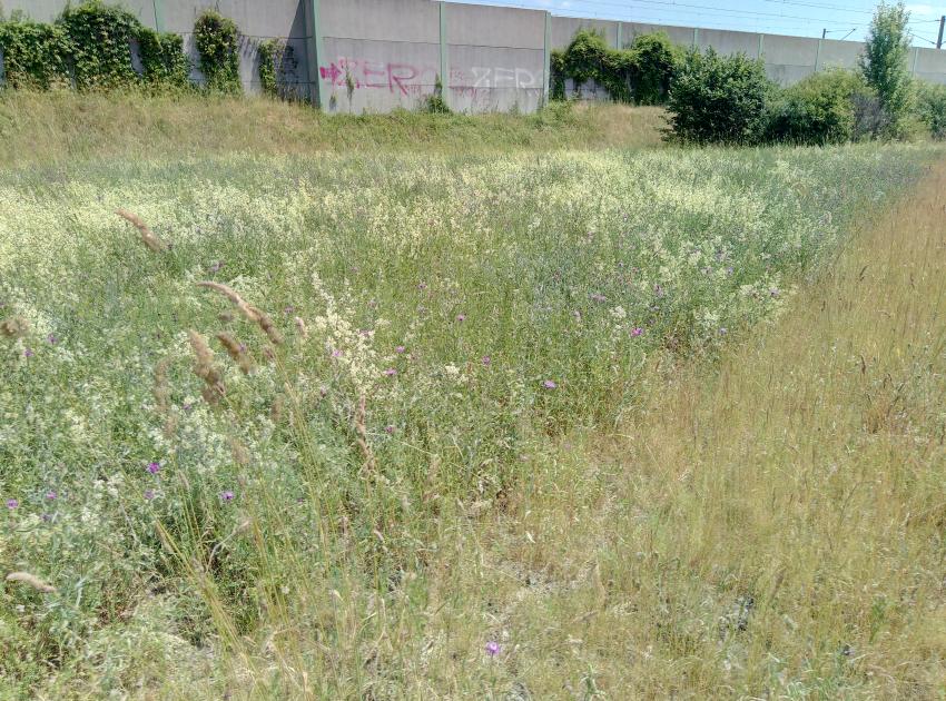 Fläche 2: Bereits blütenreiche Wiese, die noch durch Nisthilfen weiter aufgewertet werden soll
