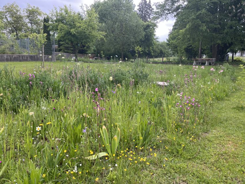 Aus tristem Rasen wurde eine Blühfläche mit vielen verschieden Blumen die als Nahrung für Insekten dienen.