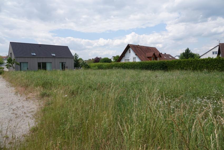 Ansicht der Teilfläche 1 im Juni 2023 vor der Maßnahmenumsetzung. Die vorhandene Wiese sollte aufgrund des massiven Aufkommens der Bastard-Luzerne komplett umgebrochen werden.