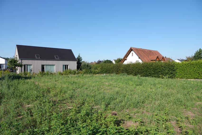 Ansicht der Teilfläche 1 im August 2024 nach der Maßnahmenumsetzung. Einige Wochen nach der Mahdgutübertragung sind einige Rohbodenbesiedler wie der Amaranth vorhanden und werden über künftige Schröpfschnitte reguliert. Auch die übrigen Exemplare der Bastard-Luzerne werden konsequent entfernt.