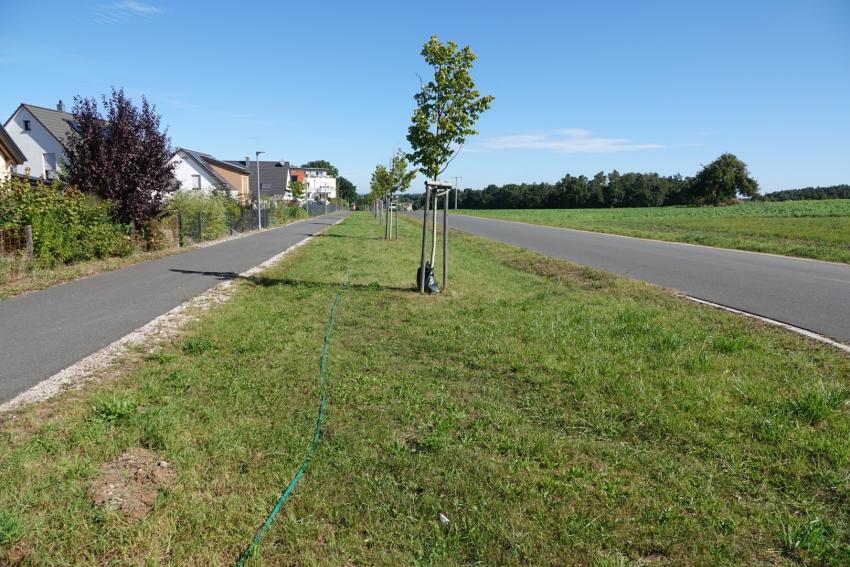 Ansicht der Teilfläche 2 im September 2023 vor der Maßnahmenumsetzung. Die kurz gemähte Wiese wird künftig weniger oft gemäht und das Mahdgut wird von der Fläche entfernt.