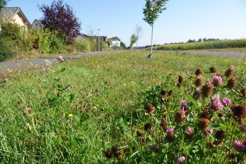 Ansicht der Teilfläche 2 im August 2024 nach der Maßnahmenumsetzung. Nach der ersten Mahd sind einige Kräuter wieder zur Blüte gekommen.