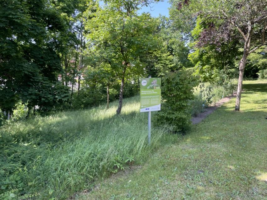 Ansicht der Projektfläche im Juni 2025 nach der Maßnahmenumsetzung. Zu sehen ist die hinter dem Blühpakt-Schild gepflanzte Gehölzreihe mit heimischen Sträuchern. Auch die Wiese im Hintergrund ist ungemäht und wird erst etwas später gemäht.