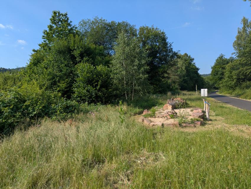 Ansicht der Projektfläche im Juni 2025 
nach der Maßnahmenumsetzung. Nach einem Jahr zeigen sich bereits einige typische Wiesenarten.  Für neuen Lebensraum sorgen Sandarium, Totholz und Steinhaufen.