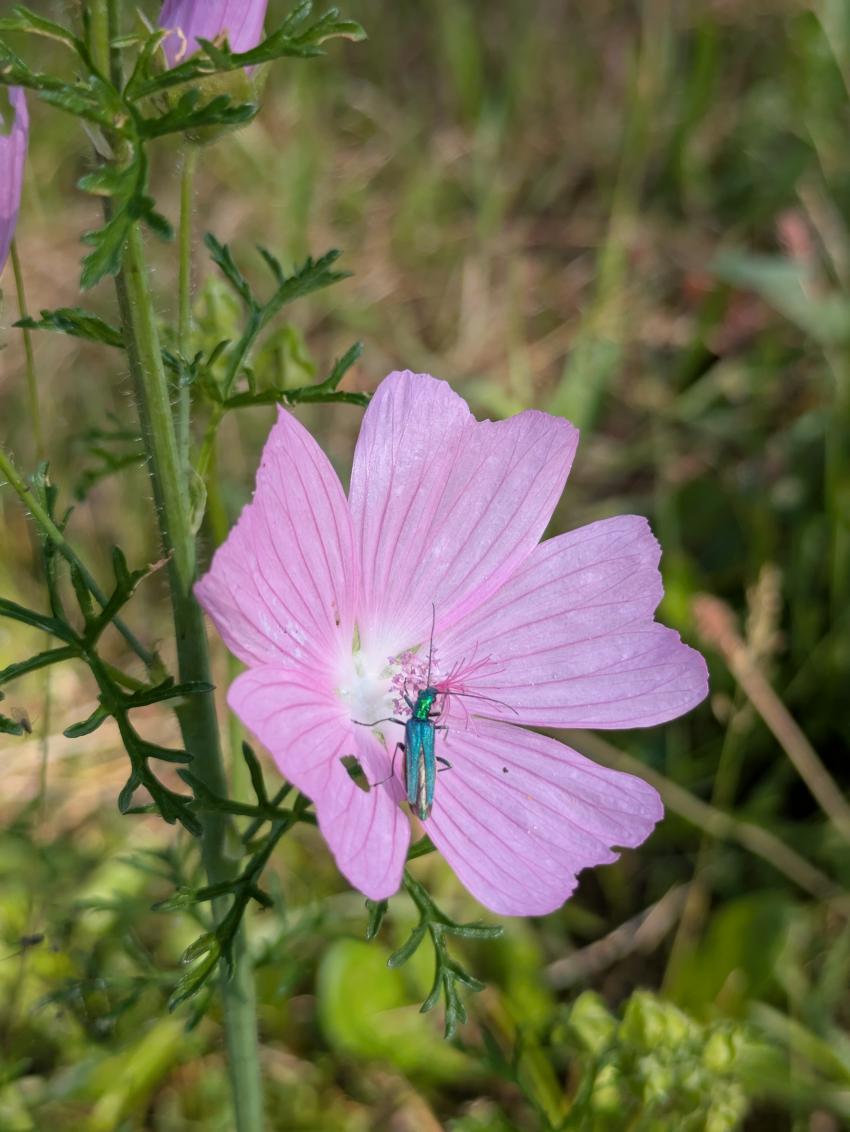 Ein grüner Scheinbockkäfer nascht an der Moschusmalve, die häufiger auf der Fläche vorkommt. 