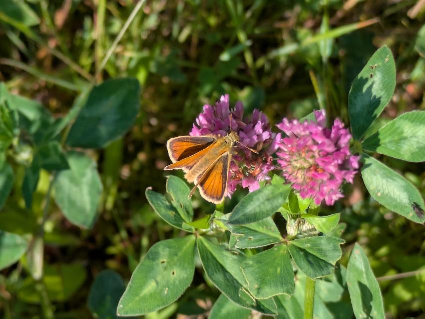 Wiesenklee ist unter den Insekten heiß begehrt. So sucht auch ein Dickkopffalter nach dem süßen Nektar des Wiesenklees auf der Fläche. 