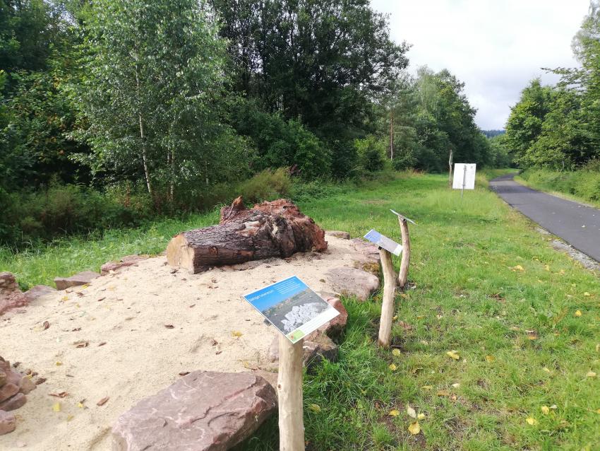 Das Sandarium bietet Lebensraum für viele bodenbrütende Wildbienen. Zudem bietet die Sandfläche einen wertvollen Eiablageplatz für  Reptilien wie die Zauneidechse. Als Unterschlupf dienen zusätzlich Totholz und Steinhaufen. Viele Insekten benötigen Totholz zum Beispiel als Nahrung oder Baumaterial.