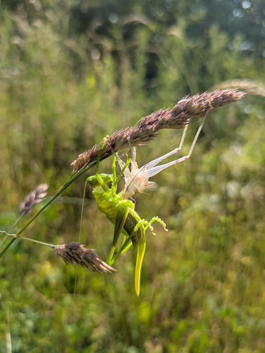 Ein großes Heupferd nutzt die langen Halme des Wiesenknaulgrases um sich zu häuten. 