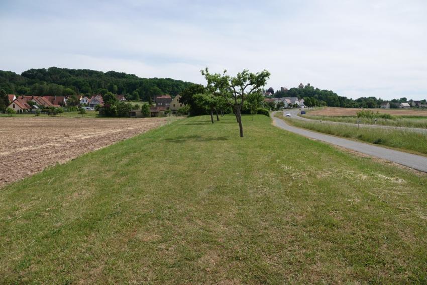 Ansicht der Teilfläche 1 im Juni 2023 vor der Maßnahmenumsetzung. Die kürzlich gemähte Wiese stellte sich als artenreich heraus. Hier sollte ein extensives Mahdregime den Artenreichtum erhalten.