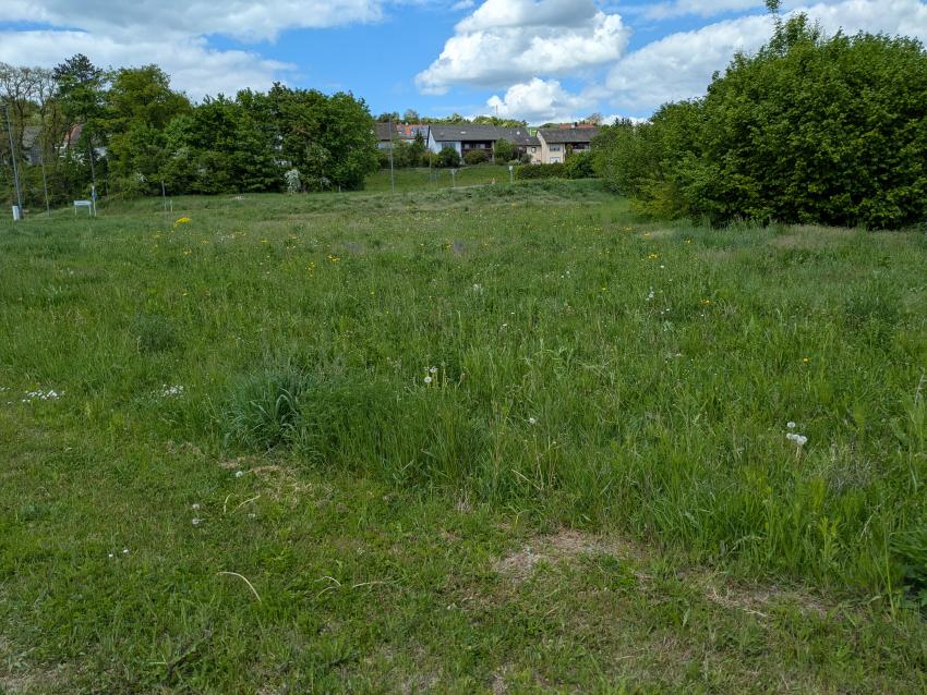 Ansicht der Blühwiese im Mai 2025. Der Löwenzahn ist bereits verblüht, nun beginnt die Blüte von Wiesenpippau und Margerite. 