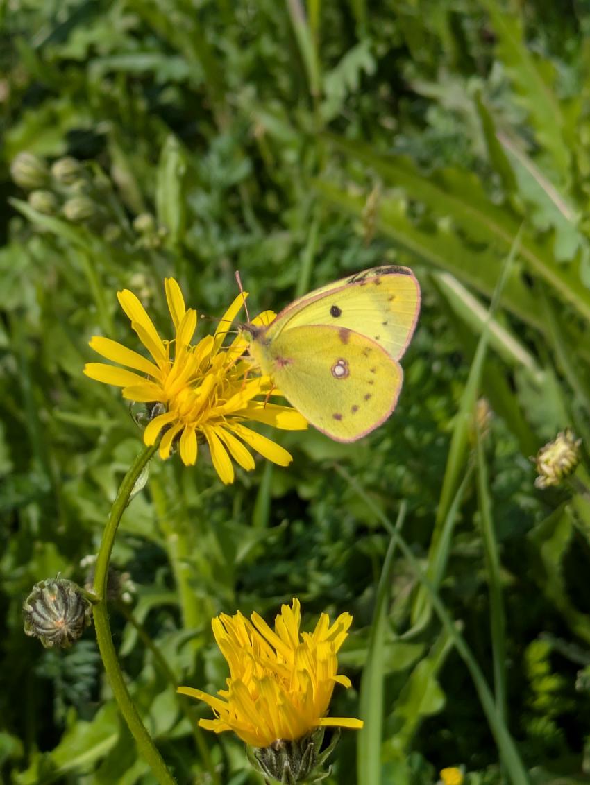 Ein Gelbling sucht an einem Wiesenpippau nach Nahrung. 