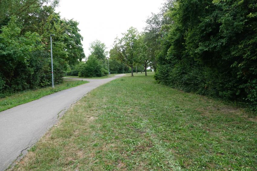 Ansicht der Teilfläche 1 im Juni 2023 vor der Maßnahmenumsetzung. Die oft gemähte und recht artenarme Fläche sollte durch eine Ansaat mit gebietseigenem Saatgut und Änderung des Mahdregimes aufgewertet werden.