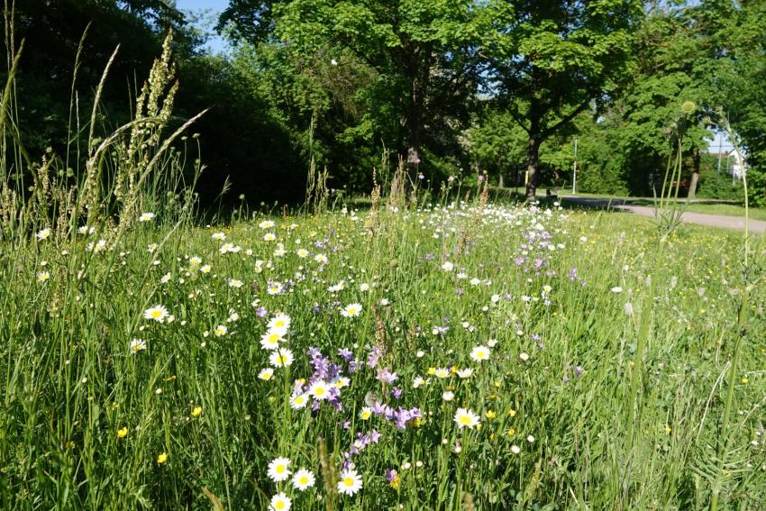 Ansicht der Teilfläche 1 im Mai 2025 nach der Maßnahmenumsetzung. Die Anwesenheit von Margerite, Glockenblume & Co. zeigt, dass die Ansaat erfolgreich war.