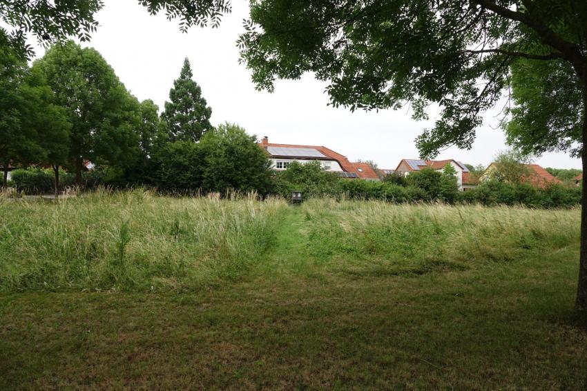 Ansicht der Teilfläche 2 im Juni 2023 vor der Maßnahmenumsetzung. Die Gräser dominieren auf der Wiese. 