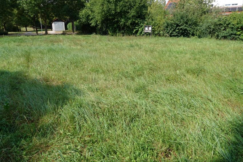 Ansicht der Teilfläche 2 im September 2024 nach der Maßnahmenumsetzung. Der Anteil der Gräser ist weiterhin sehr hoch. Durch die Aushagerung über weitere Jahre soll der Boden nährstoffärmer werden. Das soll Kräutern eine Chance zur Ansiedelung bieten.