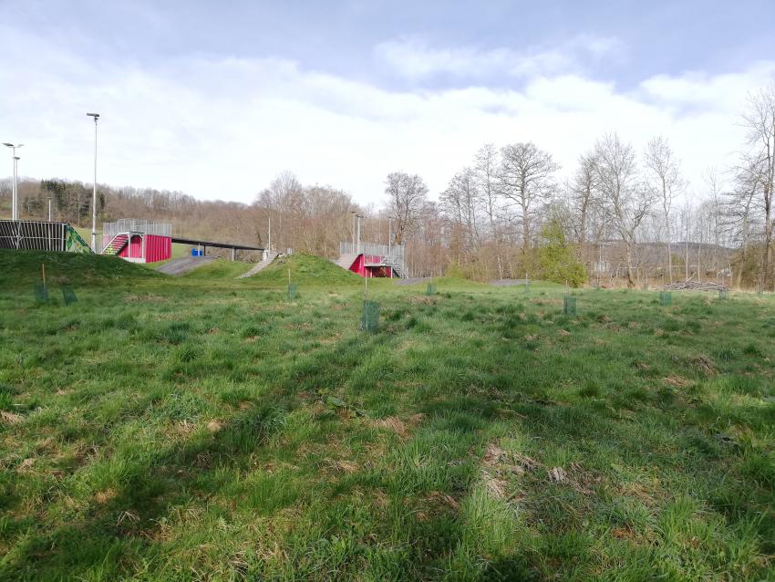 Ansicht der Teilfläche 1 im März 2024 vor der Maßnahmenumsetzung. Die Wiese ist wüchsig und grasdominiert. 