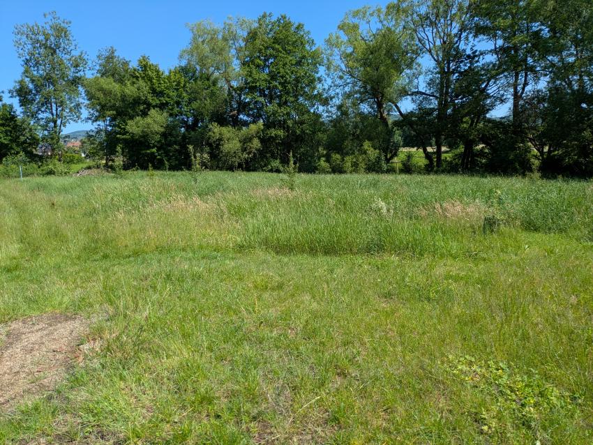 Ansicht der Teilfläche 1 im Juni 2025 nach der Pflegeumstellung. Die Vegetation ist deutlich höher. Hier ist etwas Geduld gefragt, denn mit der Zeit wird sich die Anzahl der Blumen in der Wiese erhöhen.