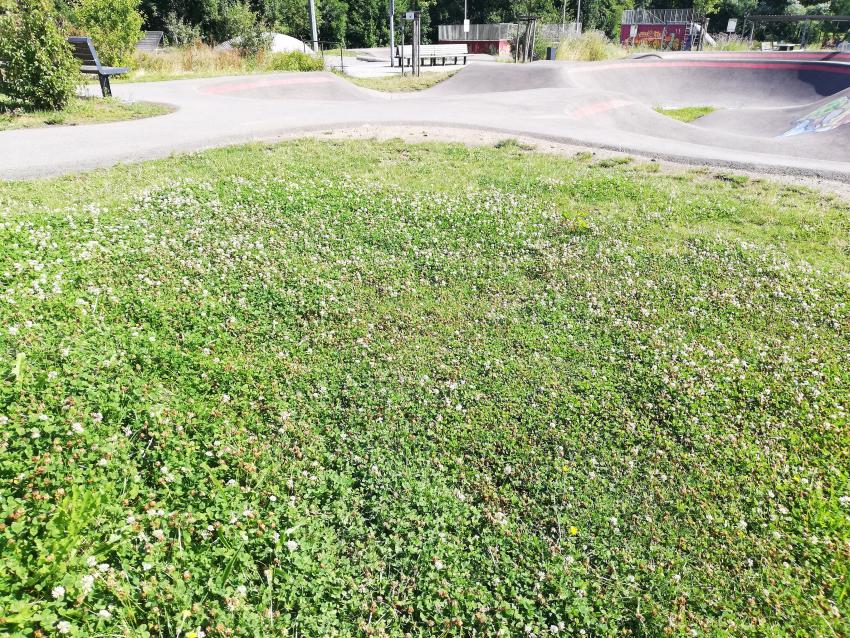 Ansicht der Teilfläche 2 im Juni 2023 vor der Maßnahmenumsetzung. Es handelt sich um Rasen. 